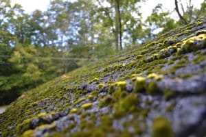 moss-growth-on-shingles