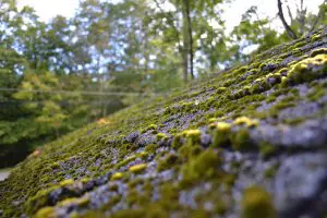 moss-growth-on-shingles