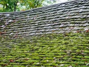 moss damage