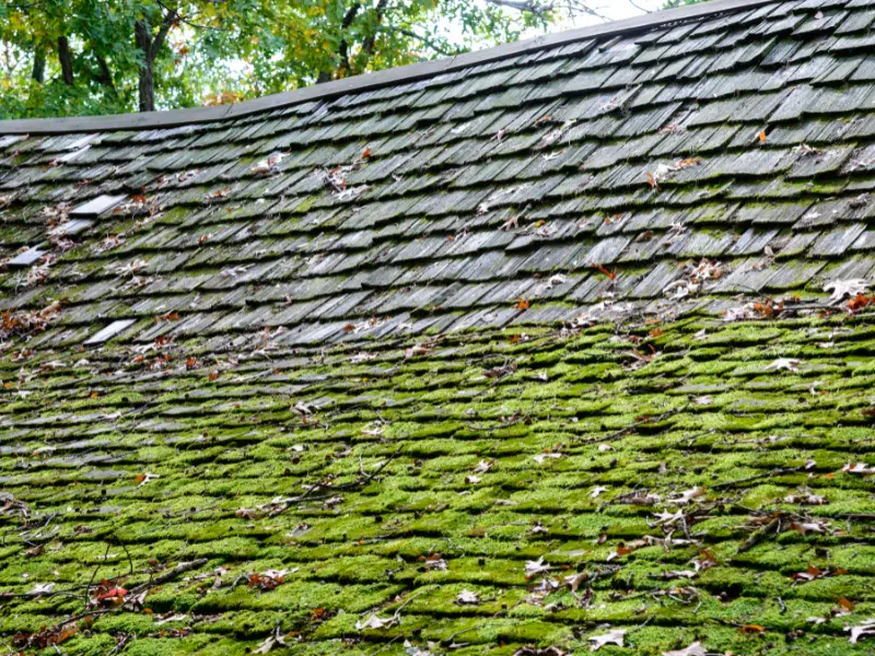 moss damage